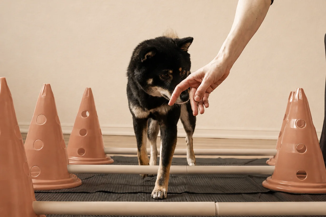 Ein schwarzer Hund läuft über niedrige Stangen, eine Hand führt ihn dabei