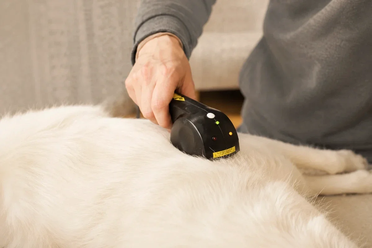 Handgerät für die Low-Level-Lasertherapie im Einsatz auf dem Fell eines weißen Hundes