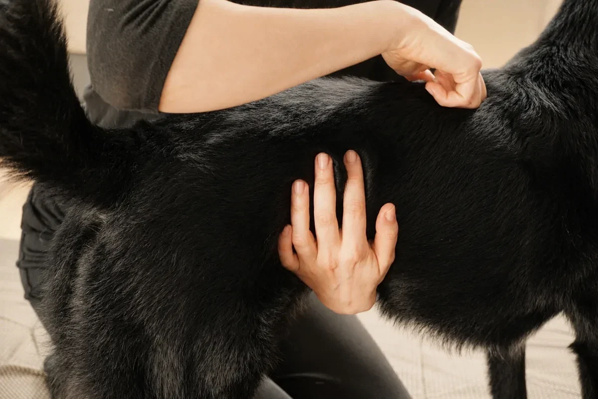 Sylvia Schreiber tastet mit beiden Händen die Rückenmuskulatur eines schwarzen Hundes ab, der dabei ruhig stehen bleibt
